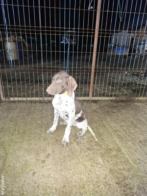 Vand femela brac german  - imagine 2