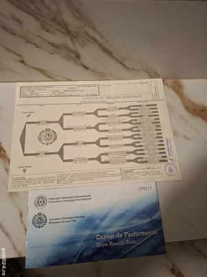 Vand femela brac german  - imagine 5