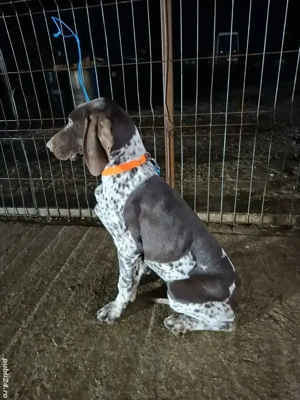 Vand femela brac german  - imagine 4