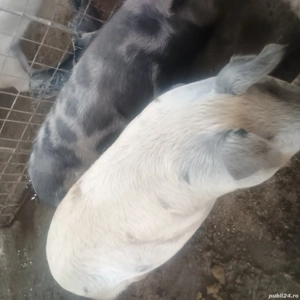Vând  2 porci Crăciun  - imagine 3