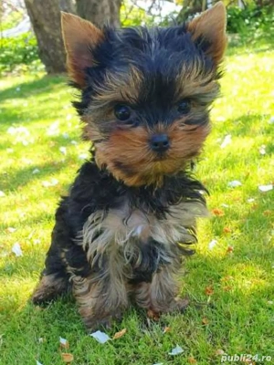 yorkshire terrier talie mica - imagine 2