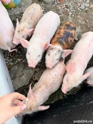 De vânzare purcelusi   marele Alb