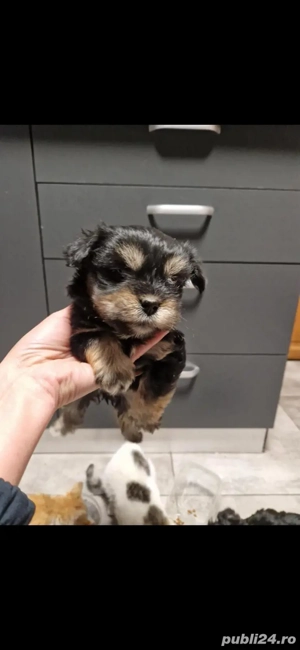 Yorkshire terrier talie mica - imagine 2