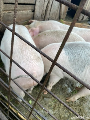 Vand porci , mai multe detali la telefon - imagine 3