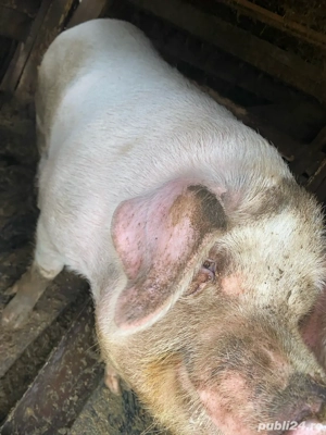 Vand porci , mai multe detali la telefon