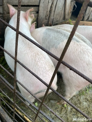 Vand porci , mai multe detali la telefon - imagine 4