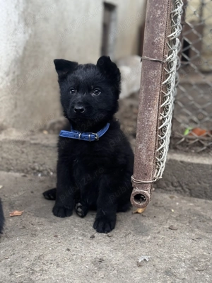 Vând pui alsacian negru 