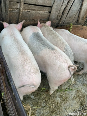 Vand porci , mai multe detali la telefon - imagine 5