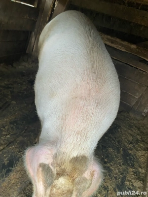 Vand porci , mai multe detali la telefon - imagine 2