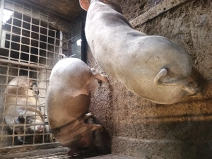 Petreni de vânzare  - imagine 4