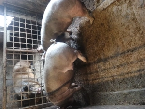 Petreni de vânzare  - imagine 3