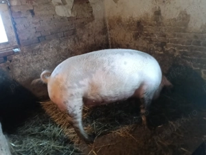 De vânzare 15 lei kg