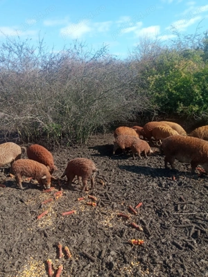 Vand porci mangalita  - imagine 3