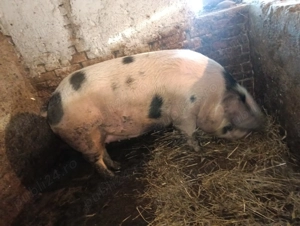 De vânzare 15 lei kg - imagine 2