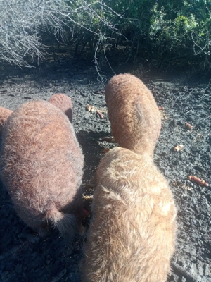 Vand porci mangalita  - imagine 4