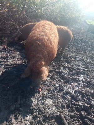 Vand porci mangalita 