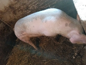 De vânzare 15 lei kg - imagine 3