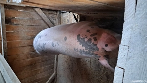 vand porc de sacrificat 