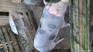 vand porc de sacrificat  - imagine 5