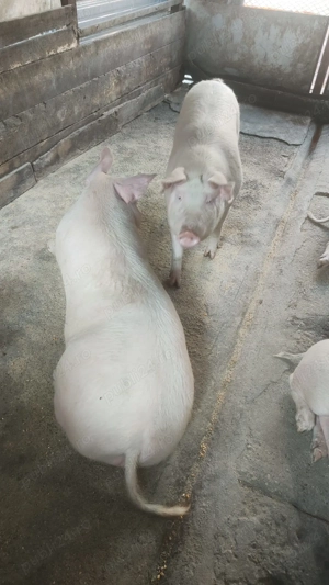 Vând porci grasi - imagine 5