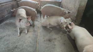 Vând porci grasi - imagine 2