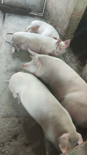 Vând porci grasi - imagine 4