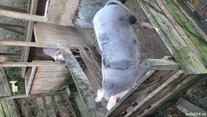 vand porc de sacrificat  - imagine 2