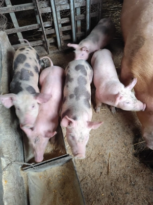 Vând purcei  - imagine 2