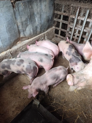 Vând purcei  - imagine 4