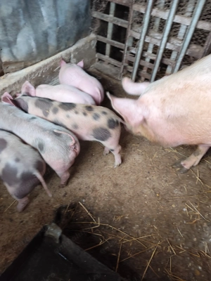 Vând purcei  - imagine 3