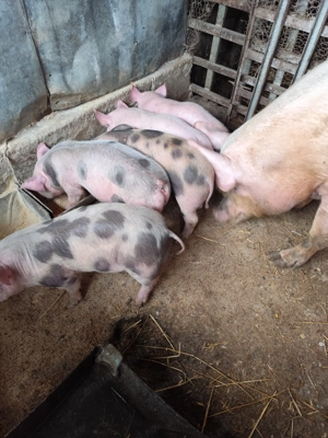 Vând purcei  - imagine 5