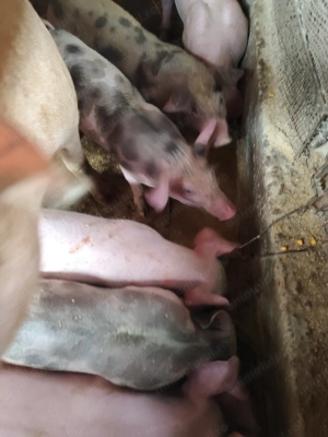 Vând purcei  - imagine 2