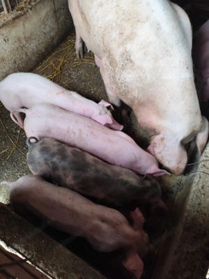 Vând purcei  - imagine 3