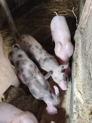 Vând purcei  - imagine 4