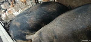 porci de vanzare - imagine 2