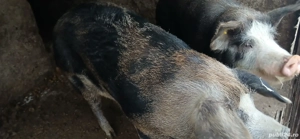 porci de vanzare - imagine 3