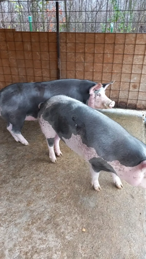 Porci Stalpeni Argeș  - imagine 2