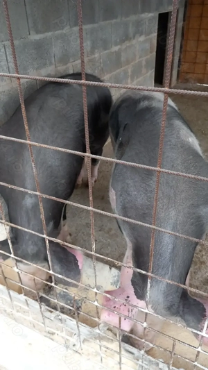 Porci Stalpeni Argeș  - imagine 3