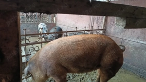 Vând porc duroc - imagine 2