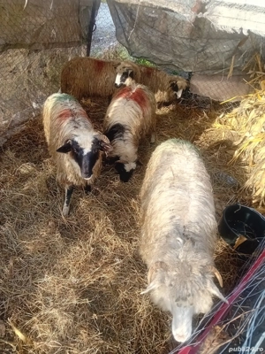 De Vânzare 5 cârlane 3000 lei preț fix 