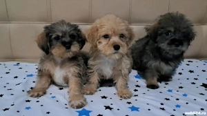 vand cateii - imagine 2