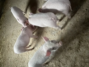 Vind purcei de 9 saptamani - imagine 5