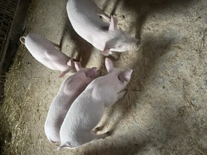 Vind purcei de 9 saptamani - imagine 2