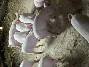 Vind purcei de 8 saptamani