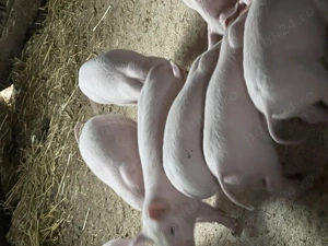 Vind purcei de 9 saptamani - imagine 4