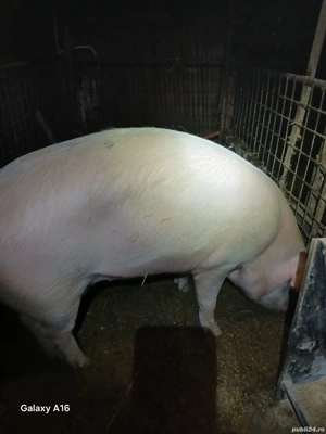 porci de vanzare  - imagine 2