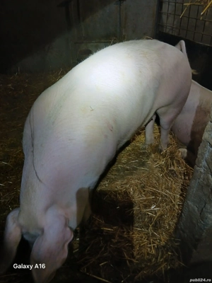 porci de vanzare  - imagine 4