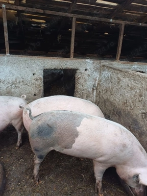 Porci 120kg-170kg - imagine 2