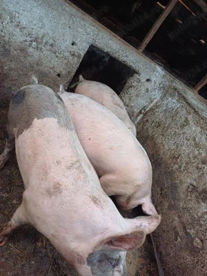 Porci 120kg-170kg - imagine 5