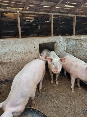 Porci 120kg-170kg - imagine 3